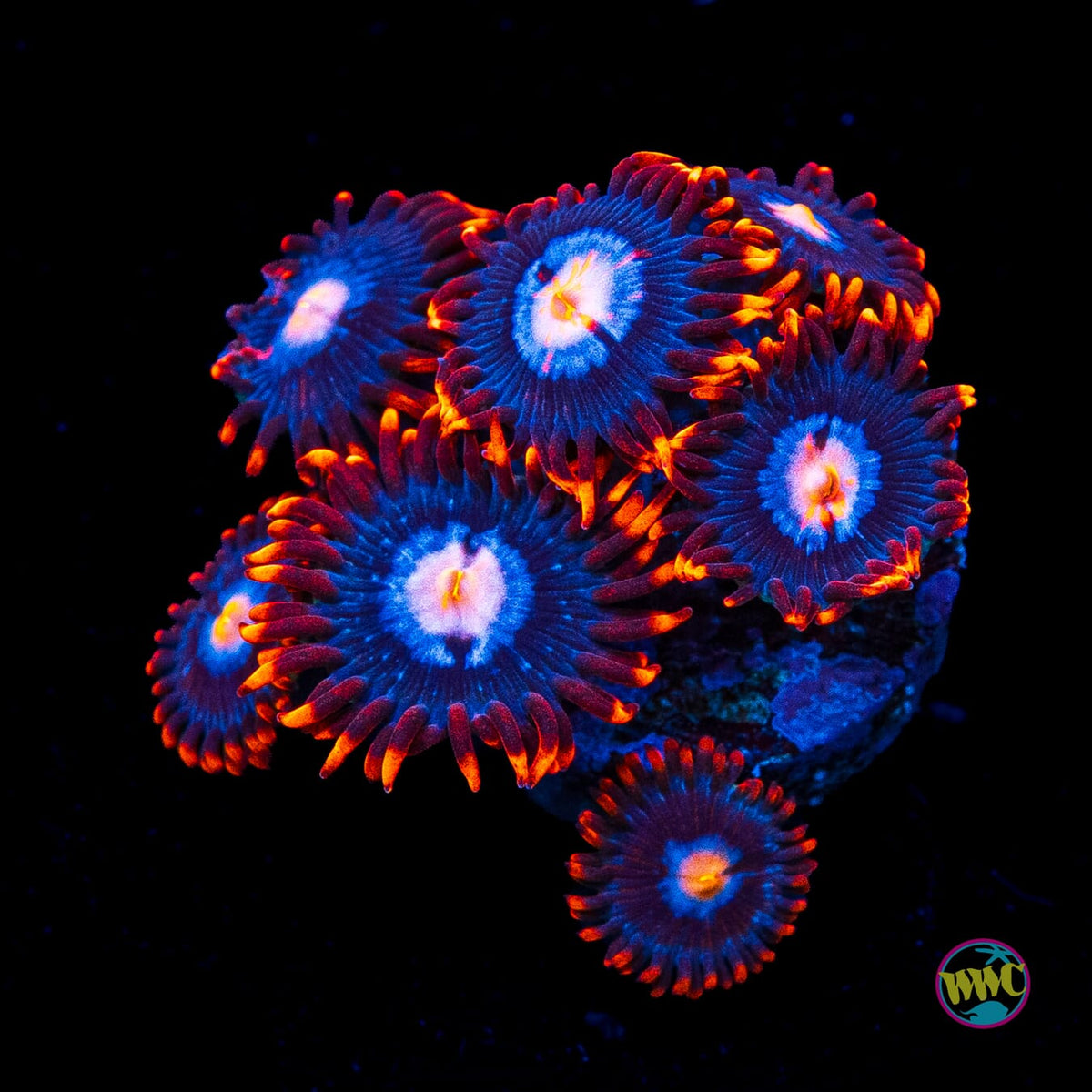 WWC Blue Steel Zoanthids