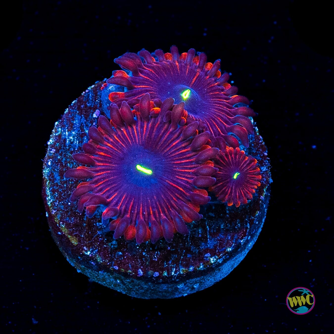 Wannabe RPE Zoanthids
