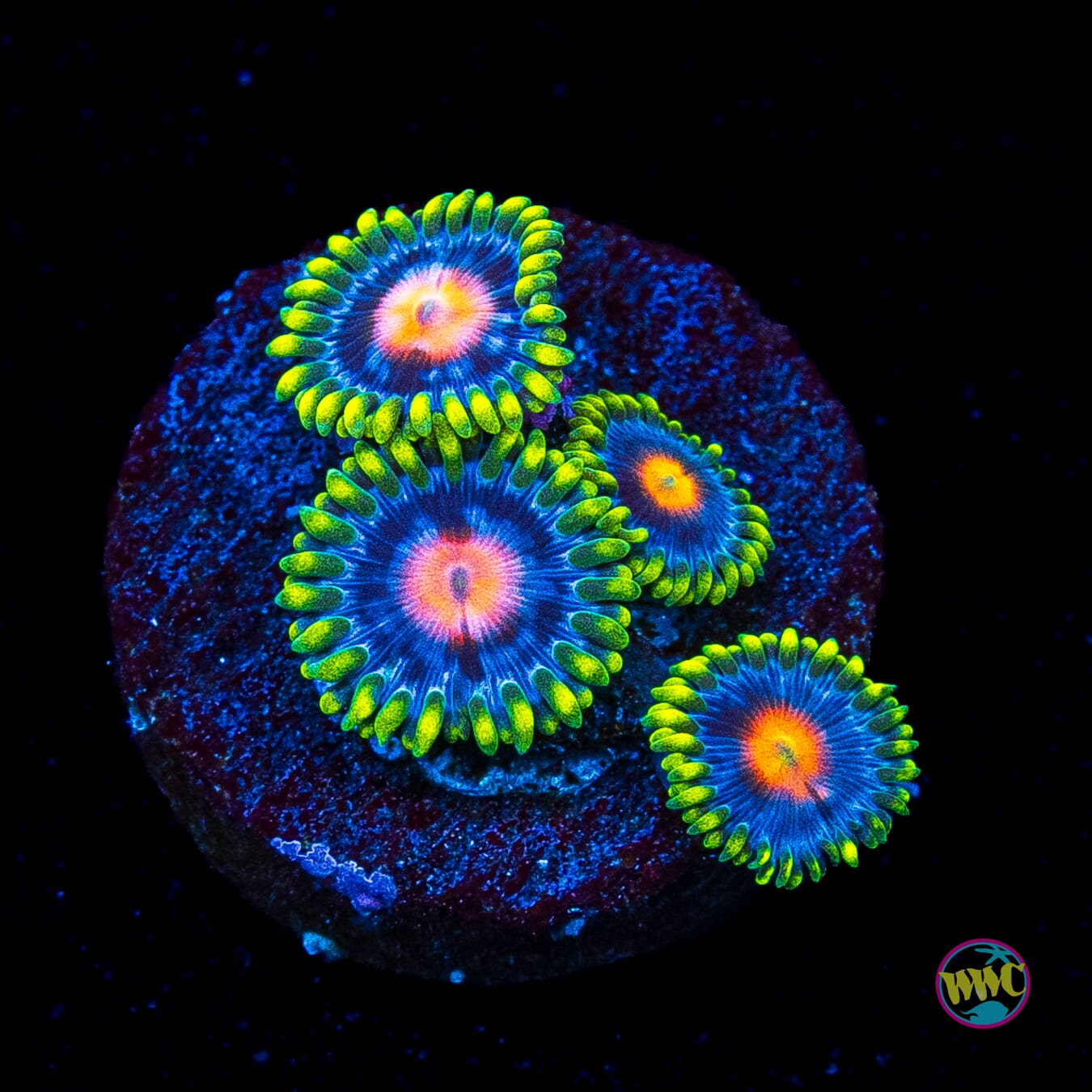 Ultimate Blowpop Zoanthids