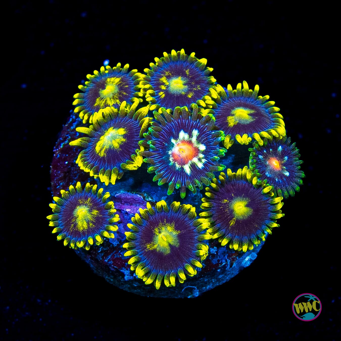 WWC Sunbeam Shuriken and JF Stargazers Combo Zoanthids