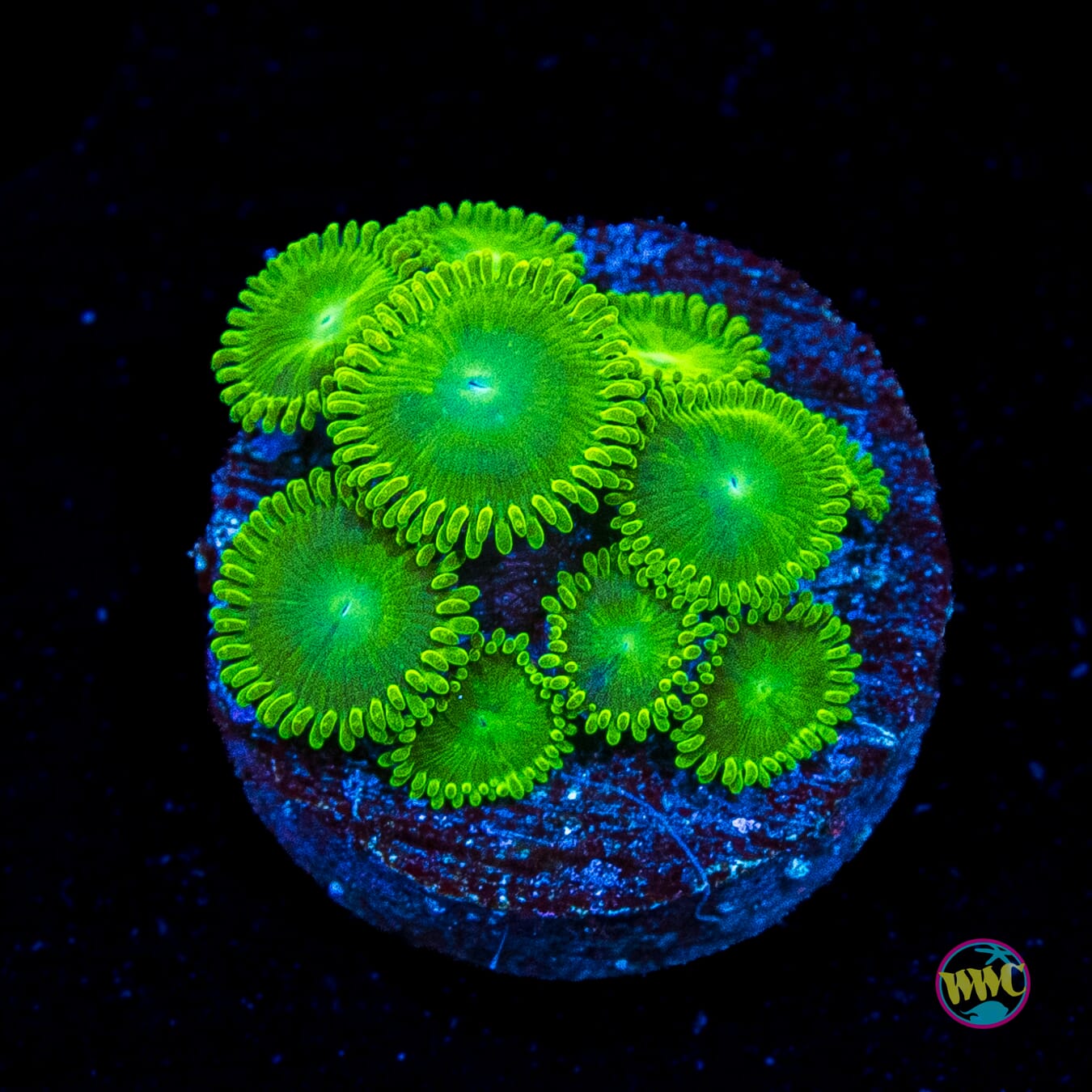 WWC Toxic Tonic Zoanthids