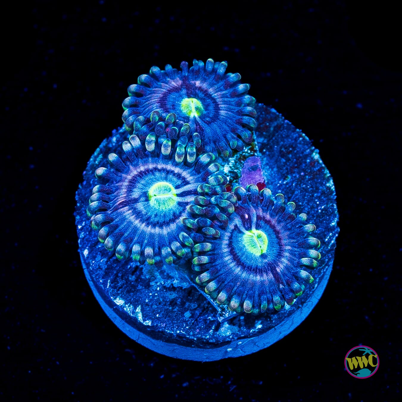WWC Avocado Smasher Zoanthids