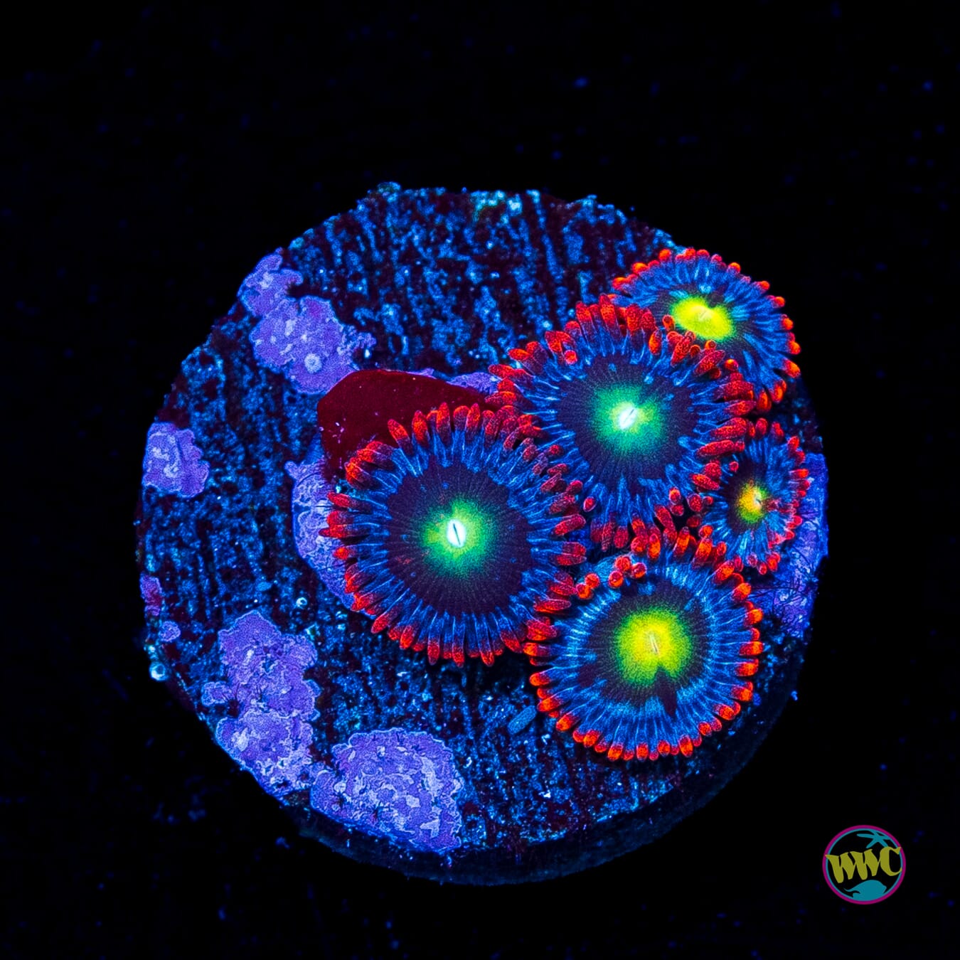 WWC Monster Mash Zoanthids