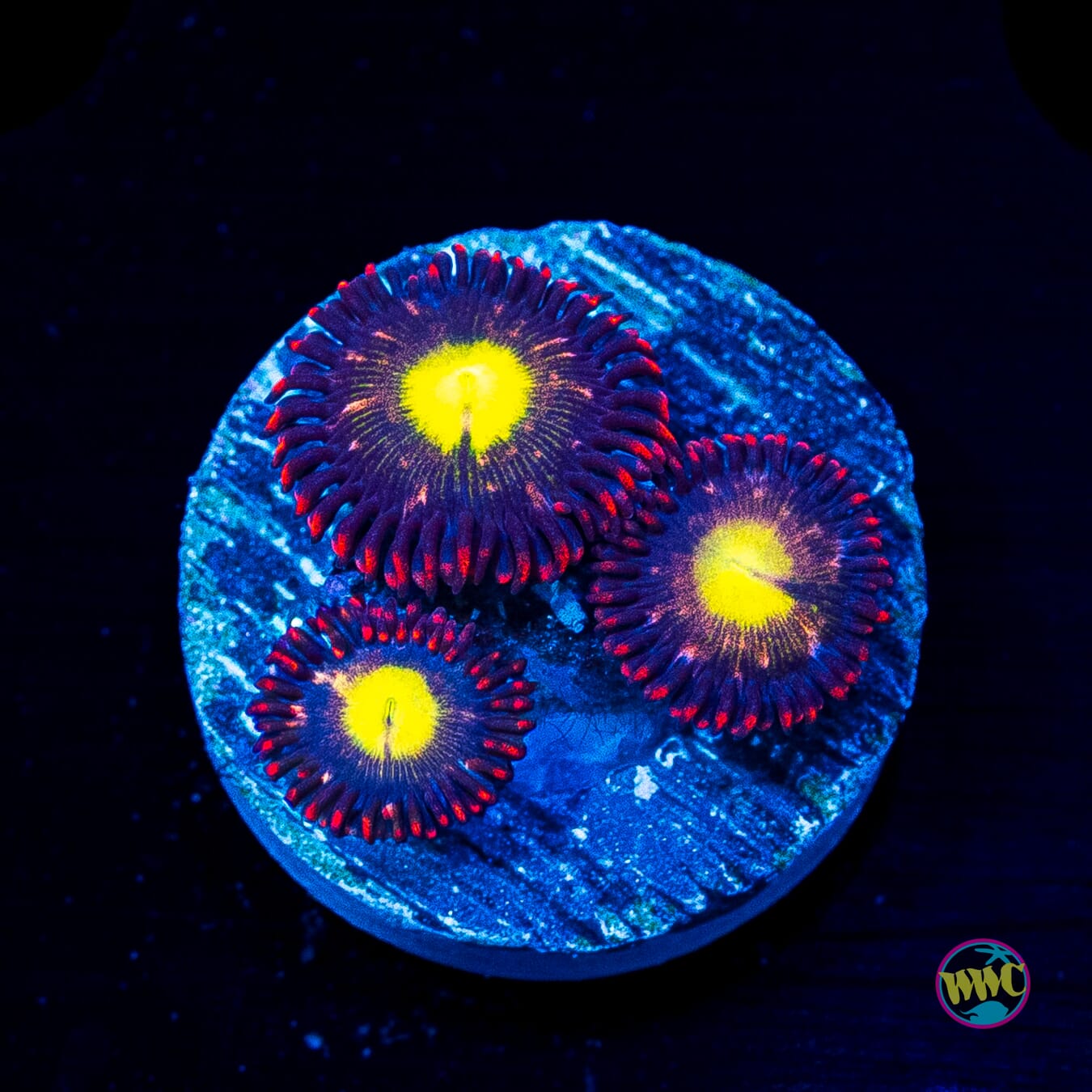 WWC Egg Yolks Zoanthids