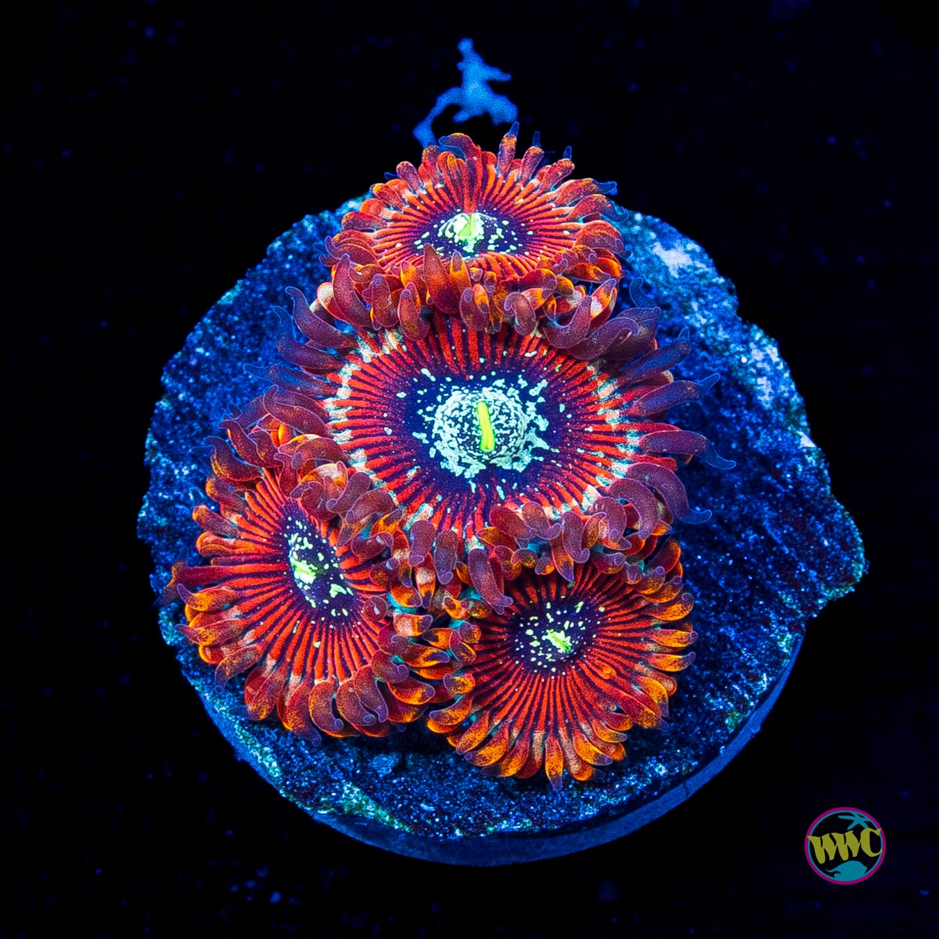 Magician Zoanthids
