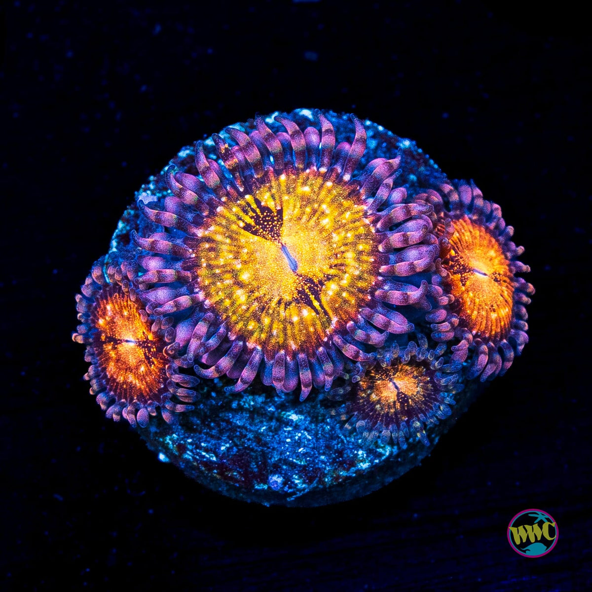 WWC Pandoras Zoanthids