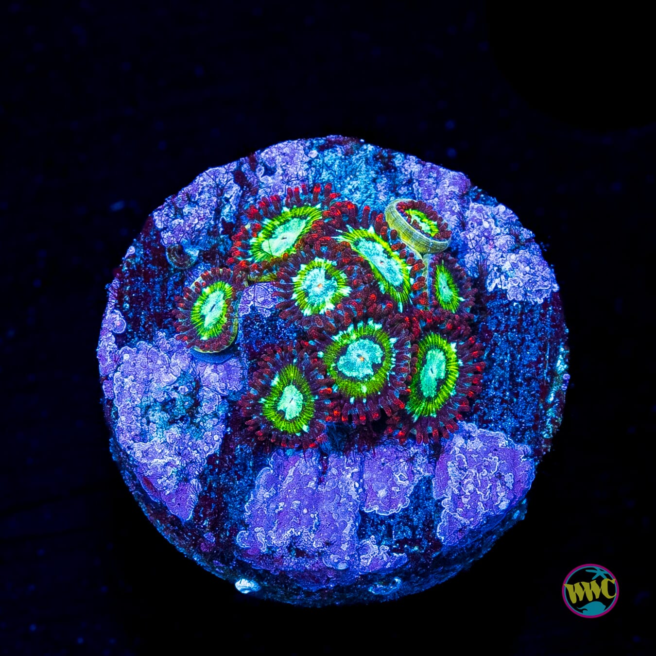 WWC Viridians Zoanthids