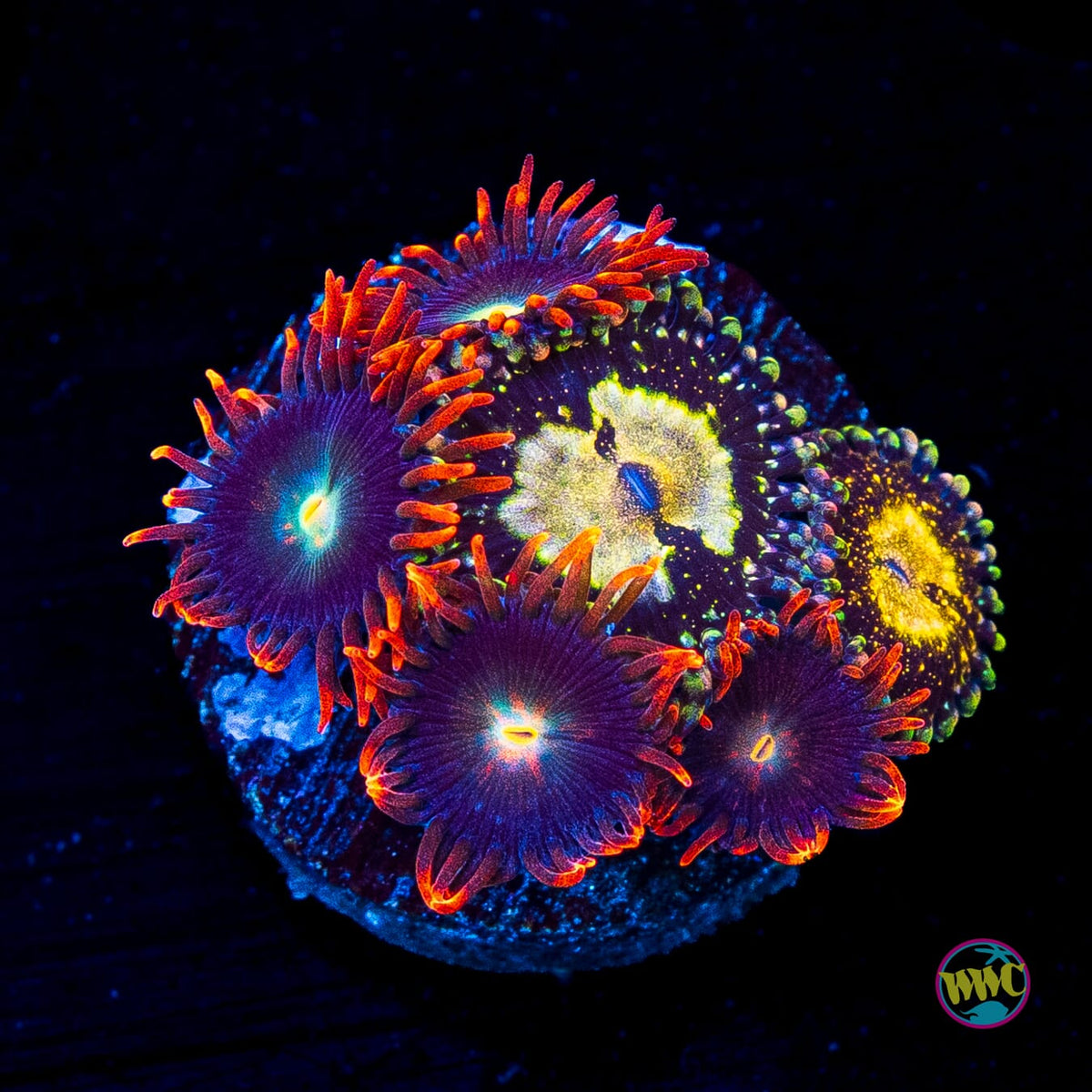 Grim Reaper and WWC Wildfire Combo Zoanthids