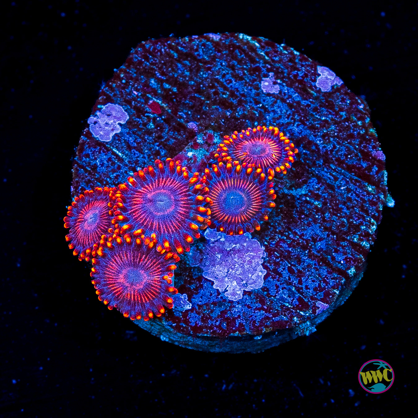 WWC Flaming Dragon Zoanthids