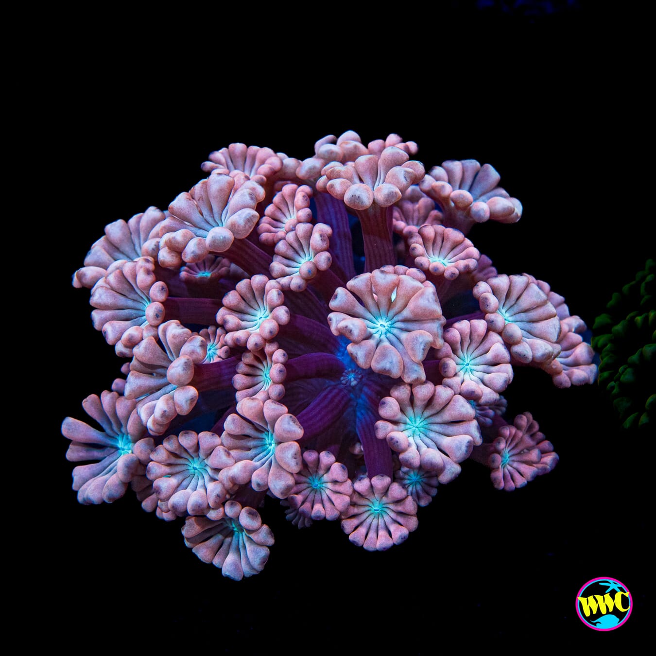 WWC Rose Hologram Alveopora