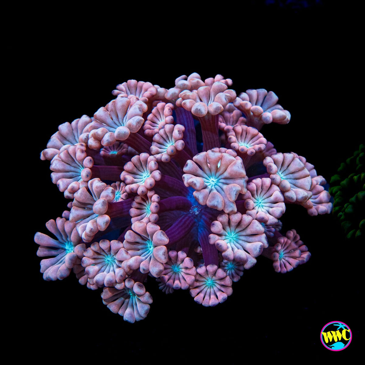 WWC Rose Hologram Alveopora