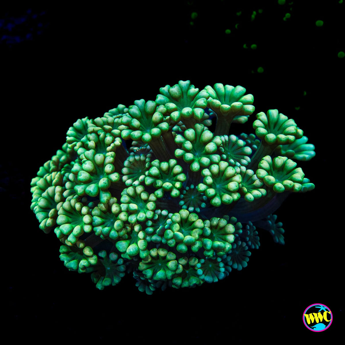 Emerald Hologram Alveopora