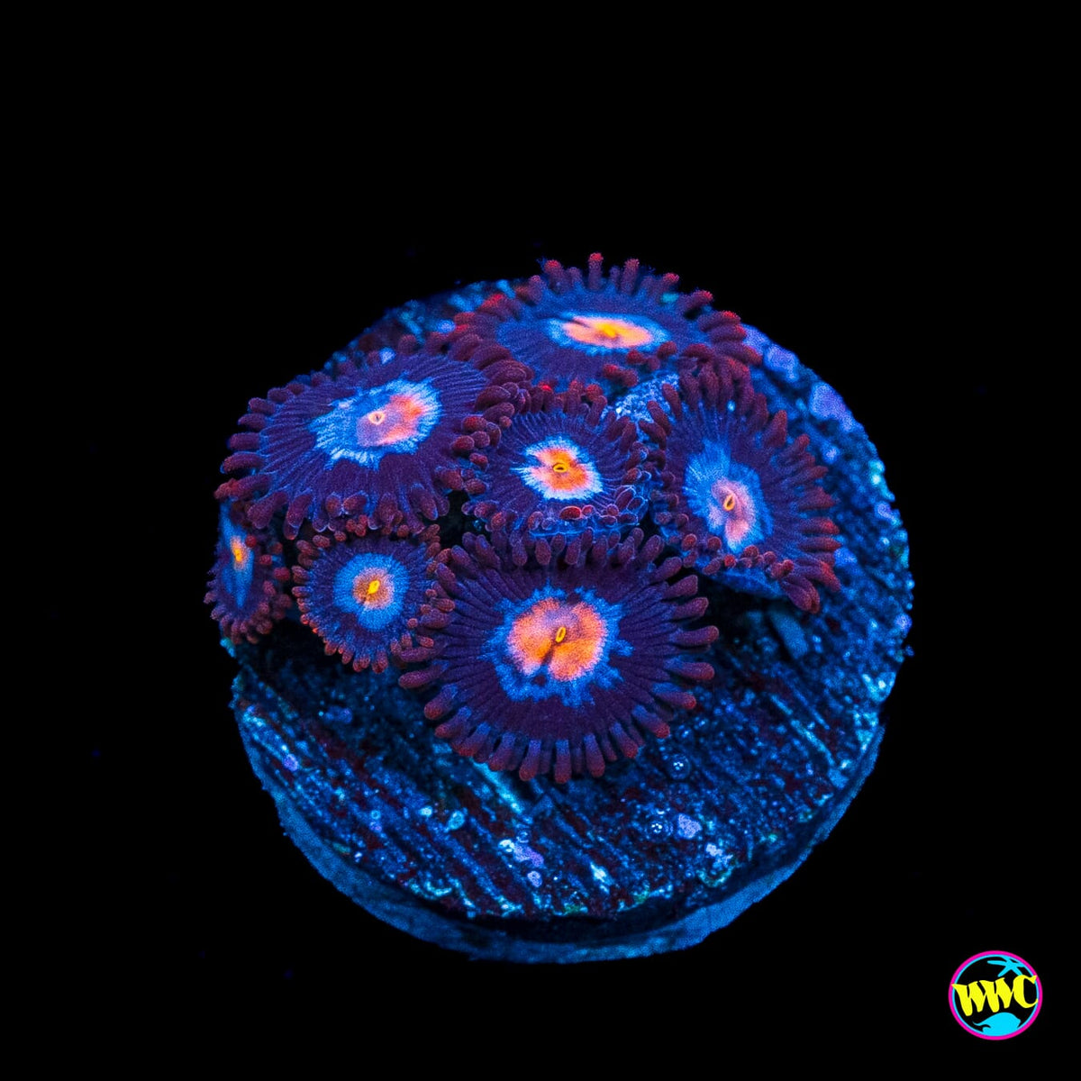 WWC Blue Steel Zoanthids