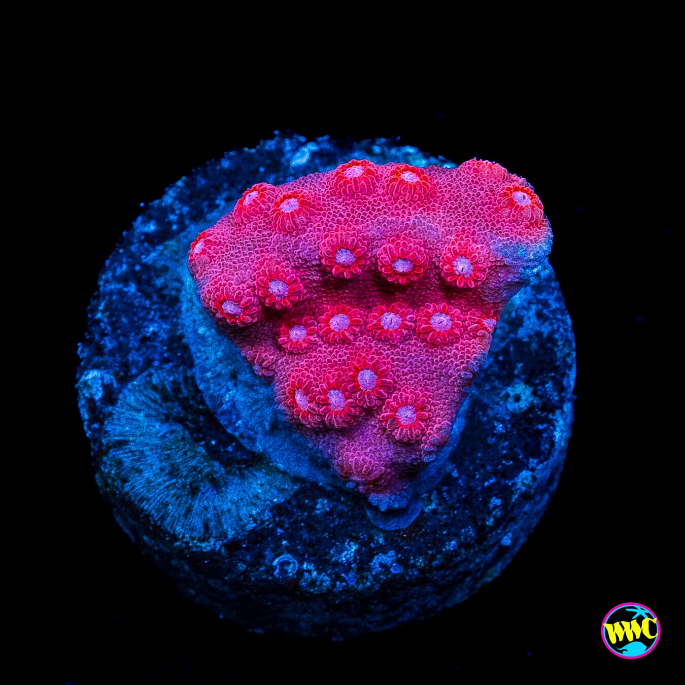 WWC Pinky Cyphastrea