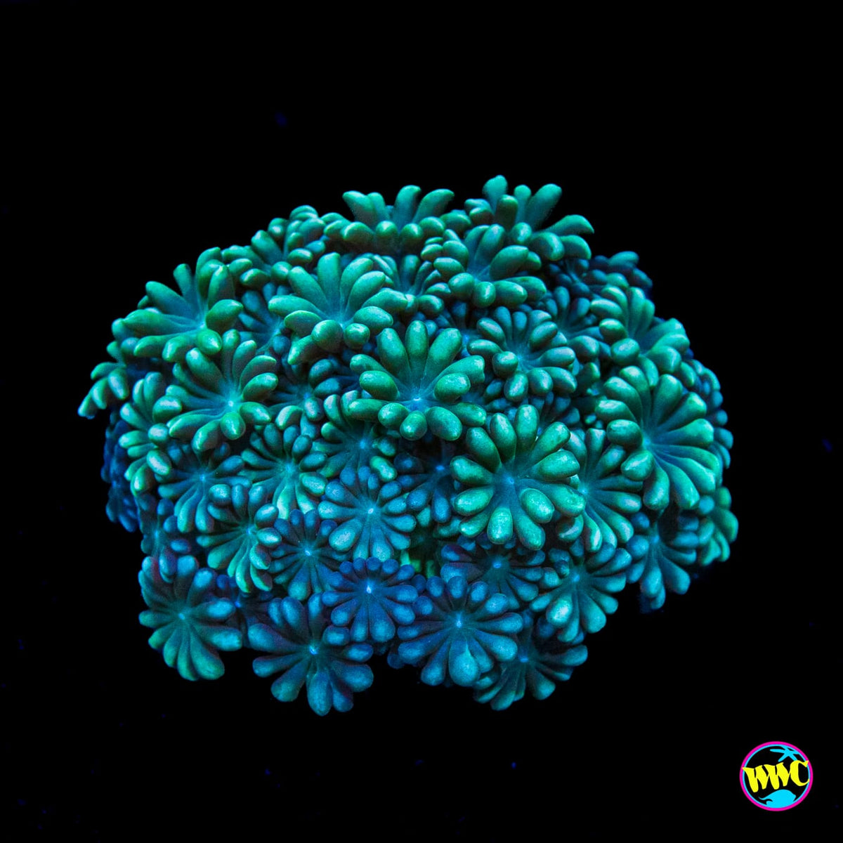 Spearmint Alveopora