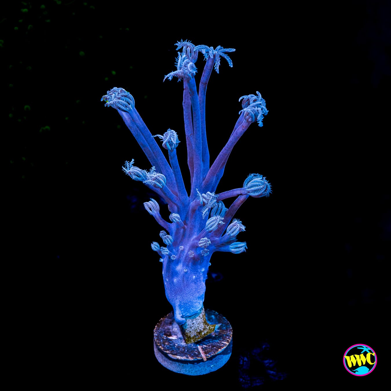 WWC Purple Cespitularia