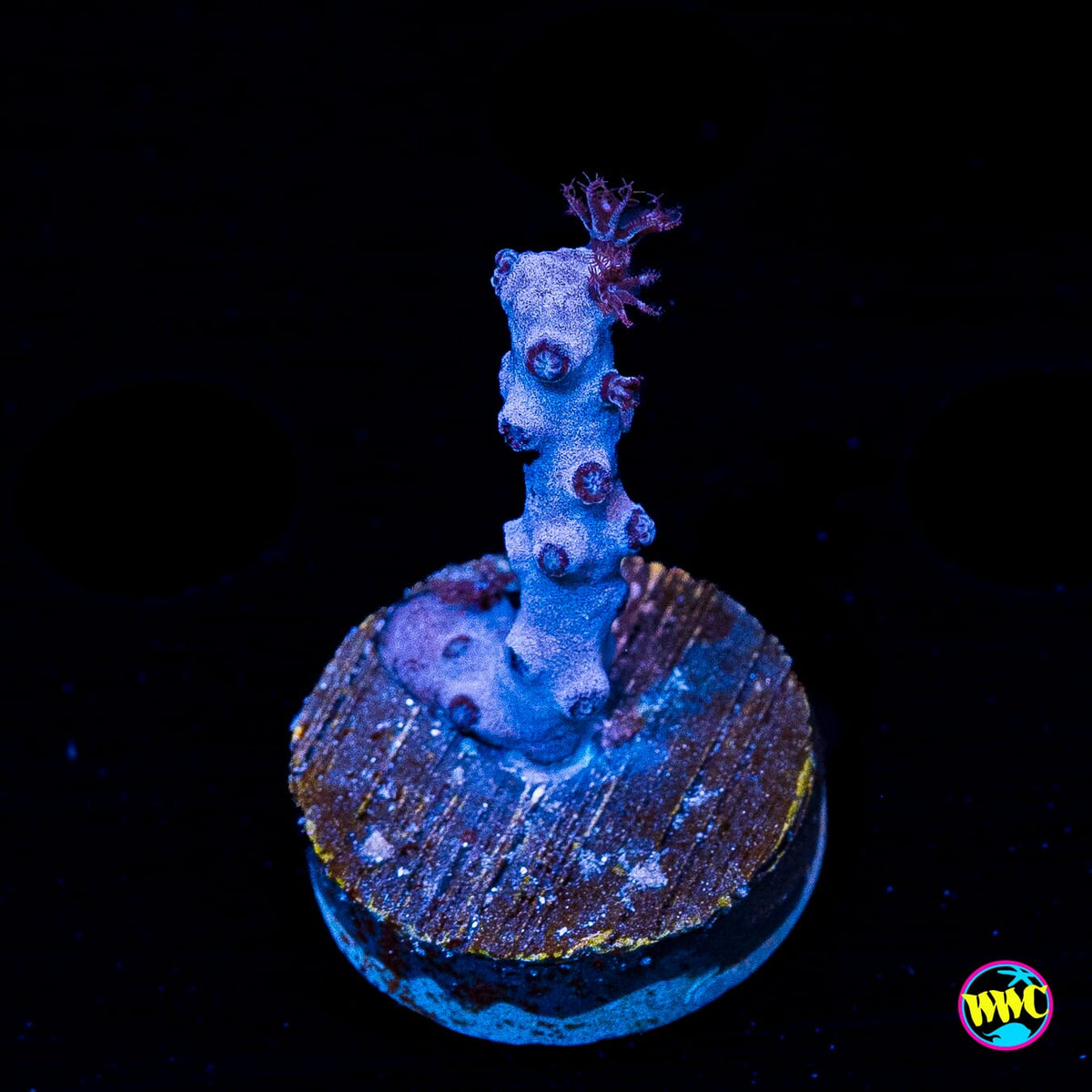 Tracy Morgonian Gorgonian