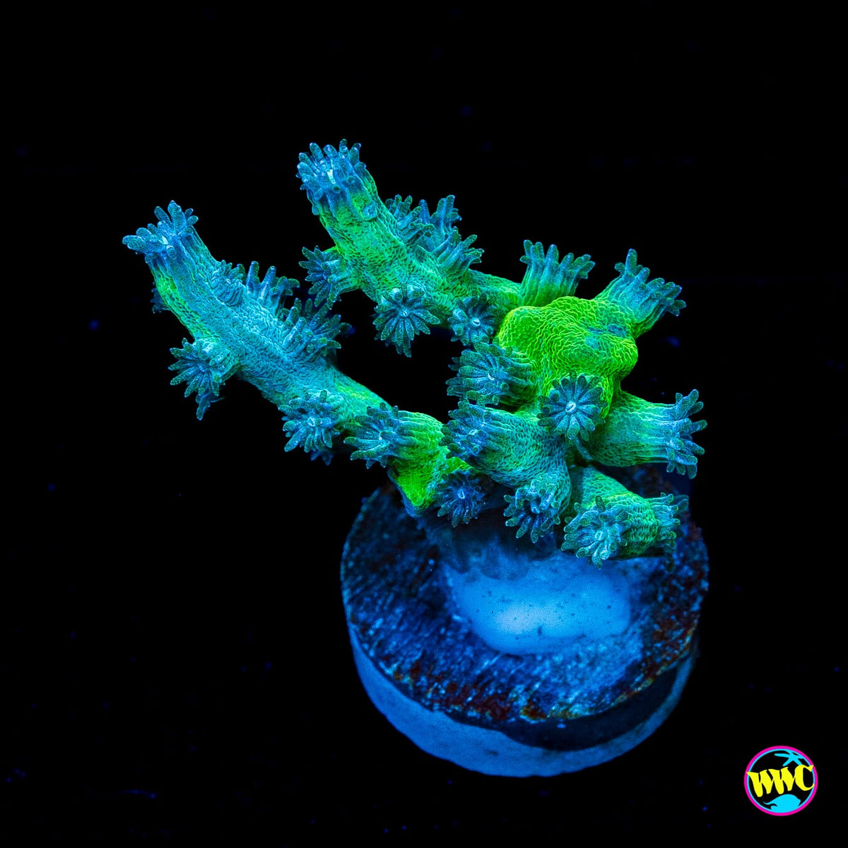 UC Eternal Branching Cyphastrea