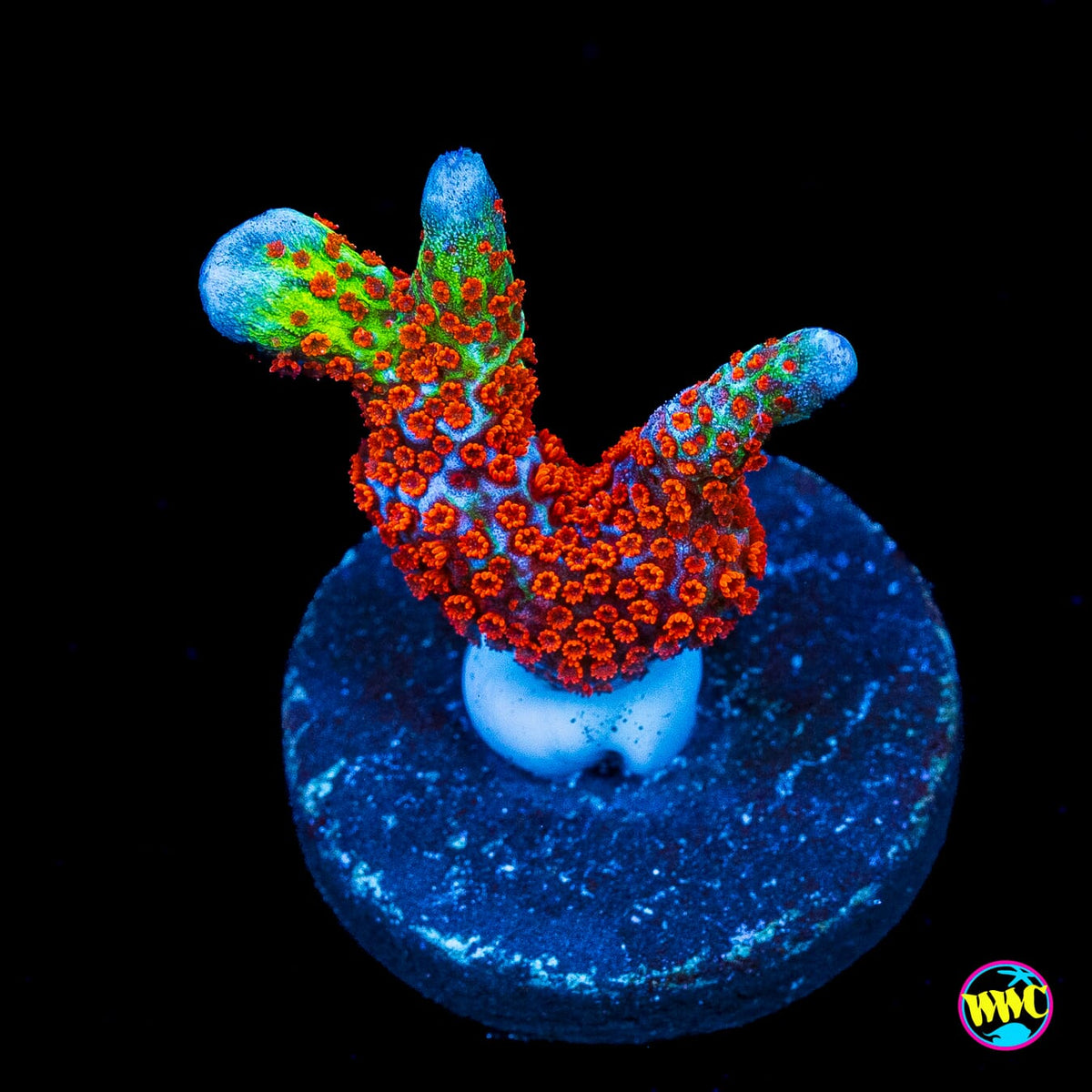 Bubblegum Digitata Montipora
