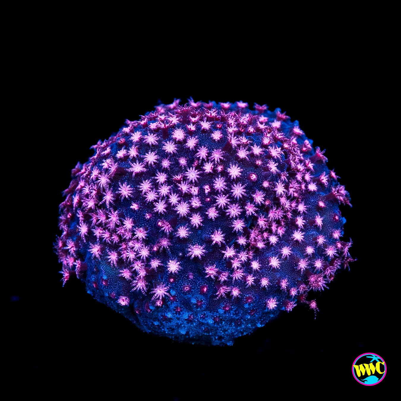 JC Pink Polyp Stylocoeniella