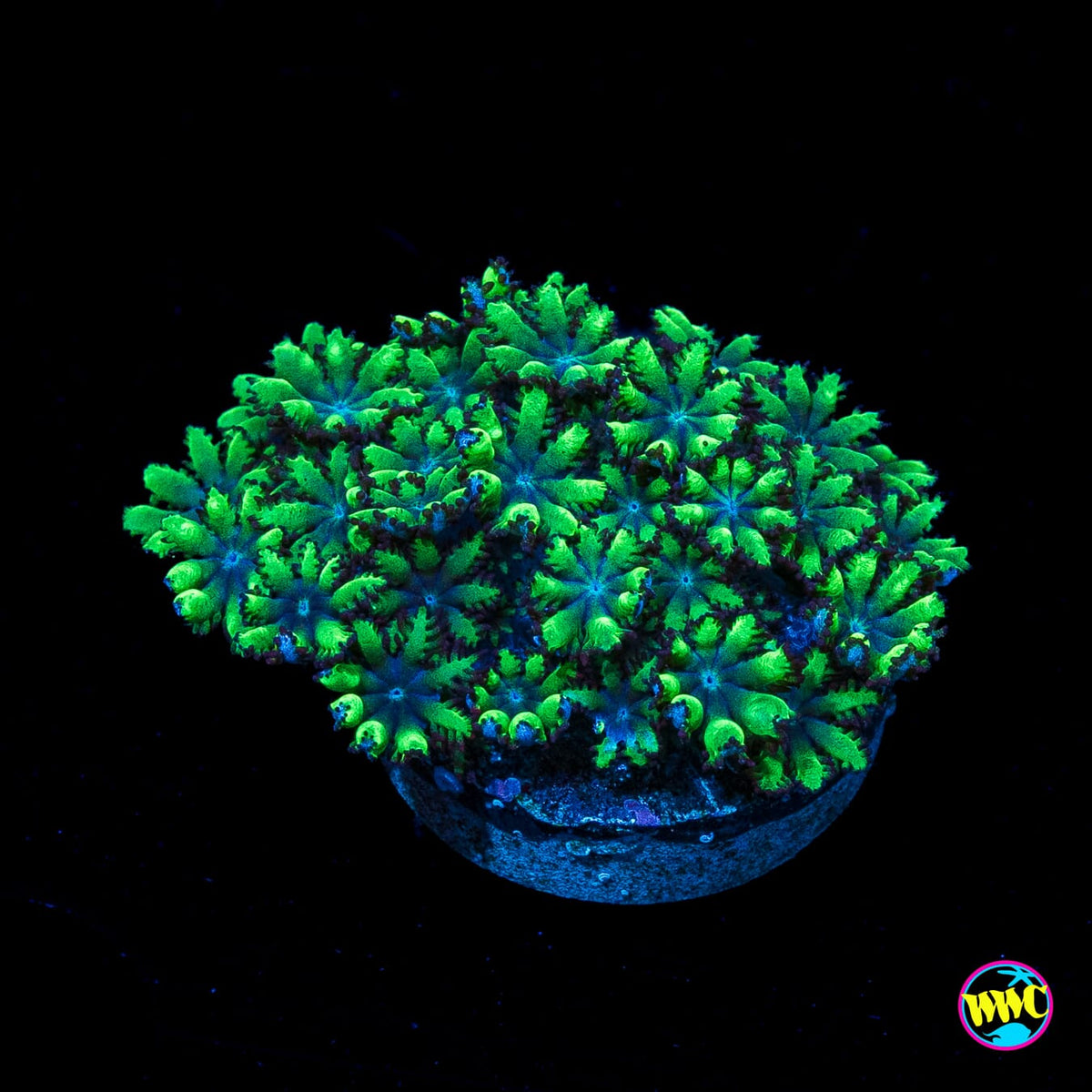 WWC Blue Sympodium