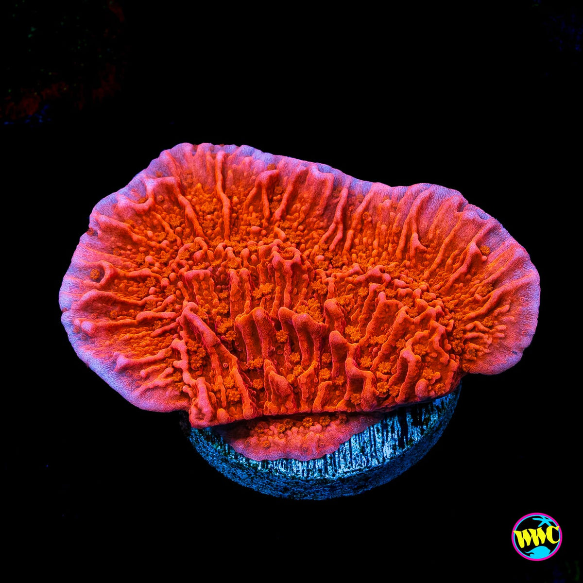 Red Cap Montipora