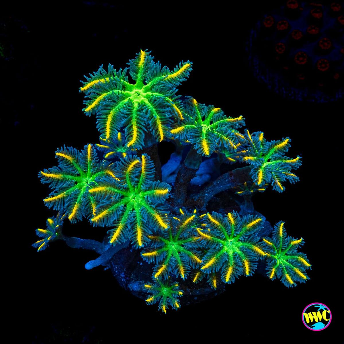 WWC Flower Power Clove Polyps