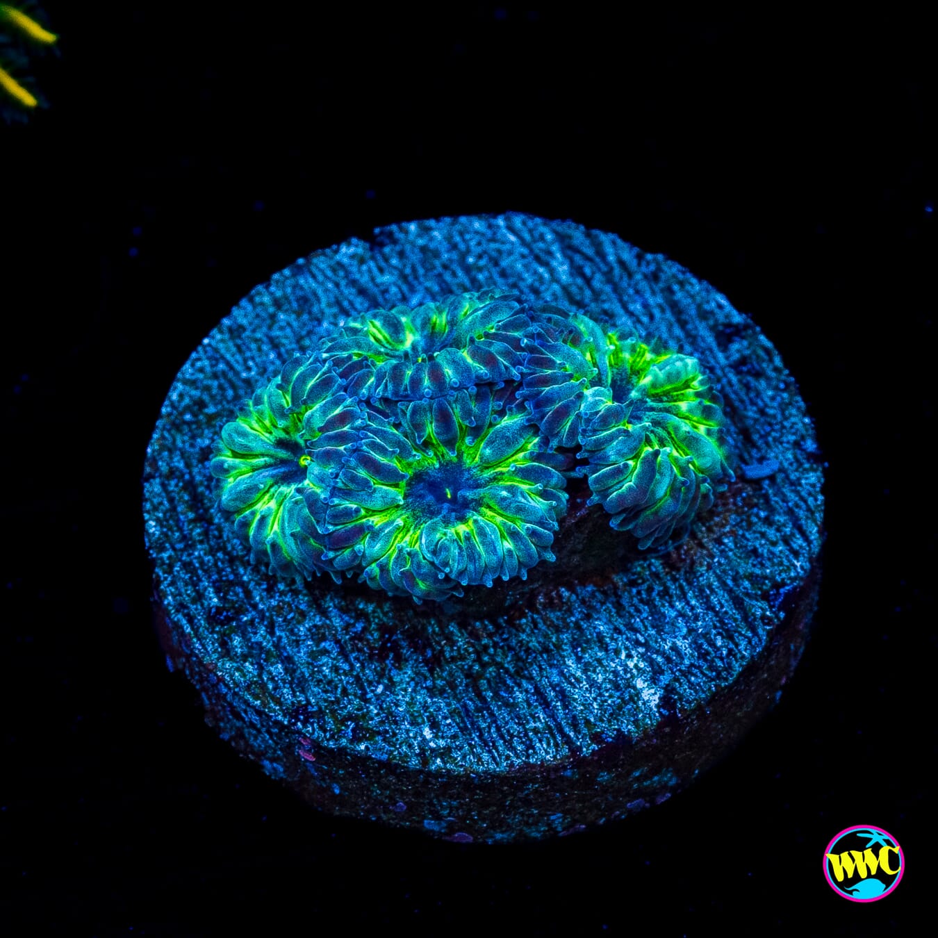 WWC Starlight Merletti Blastomussa