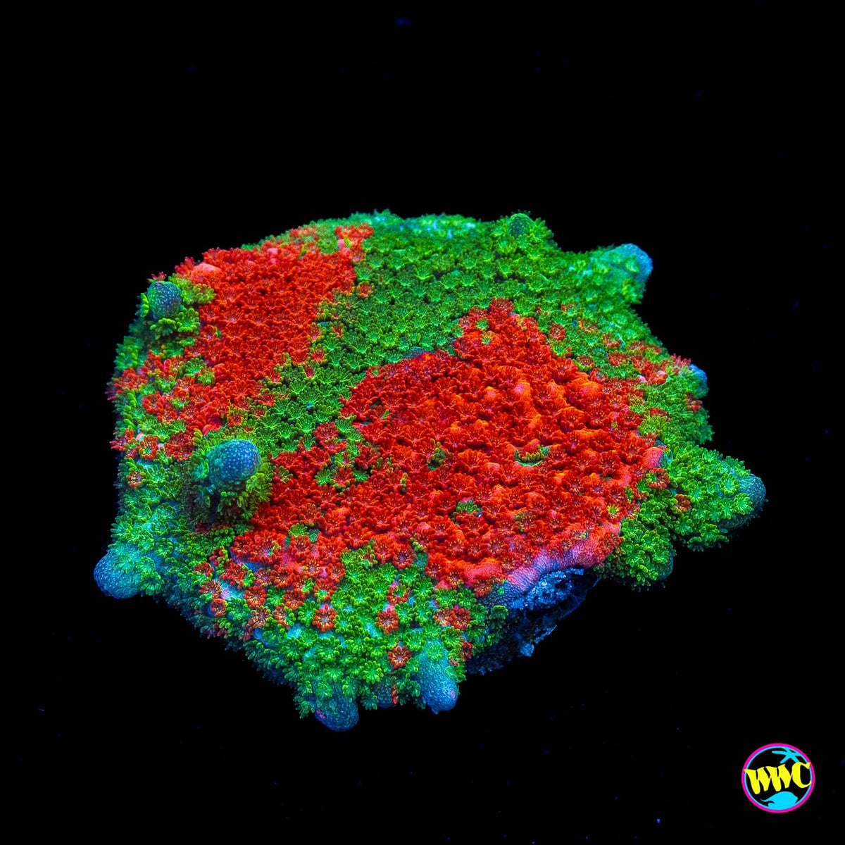WWC Contraband Grafted Digitata Montipora