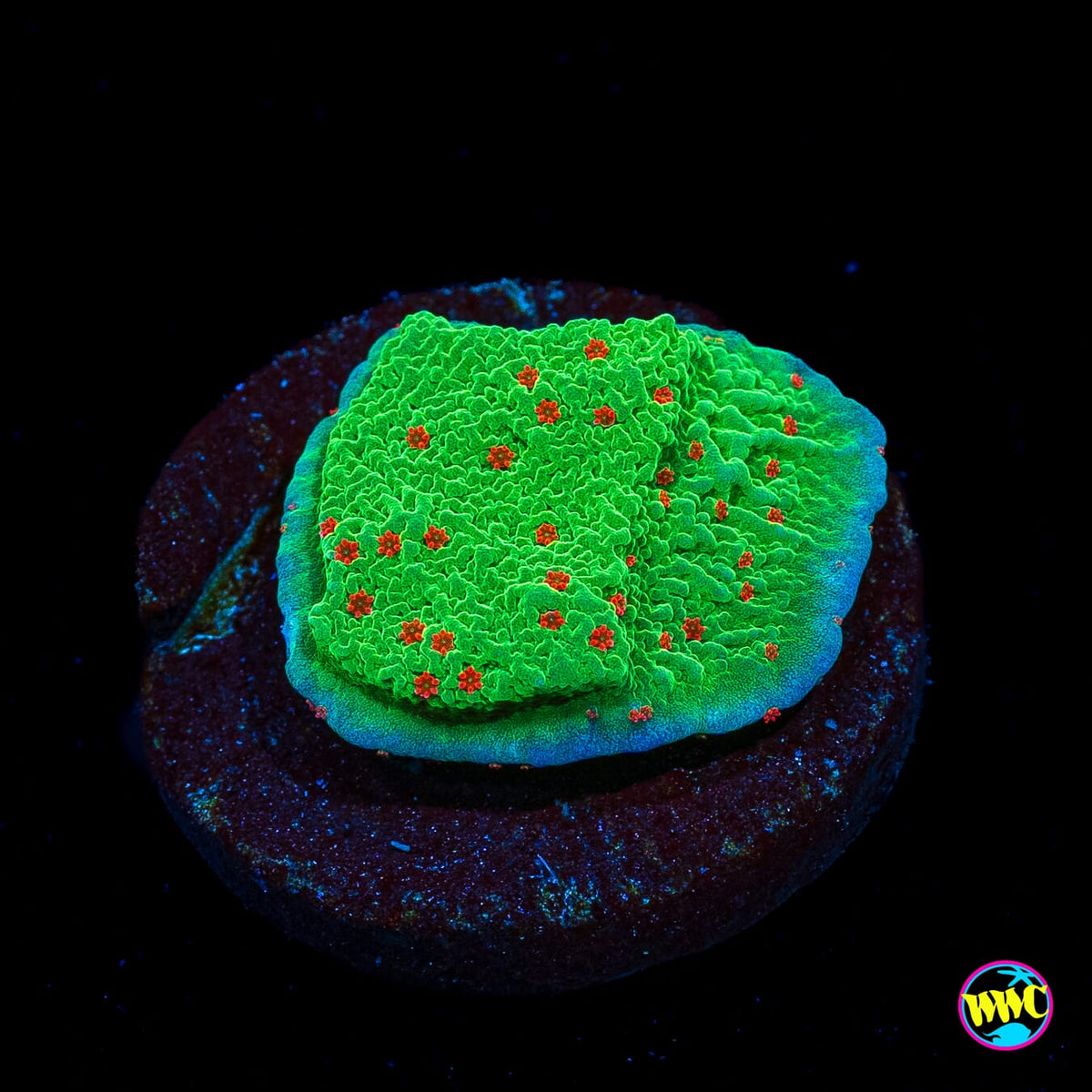 Seasons Greetings Montipora