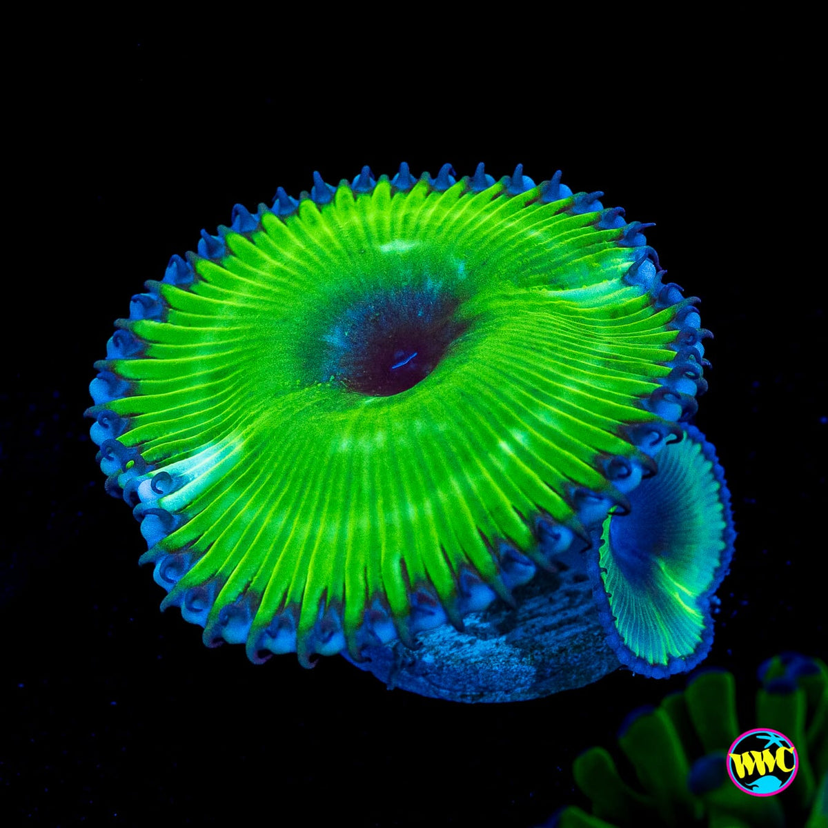 WWC Emerald Grandis Palythoa