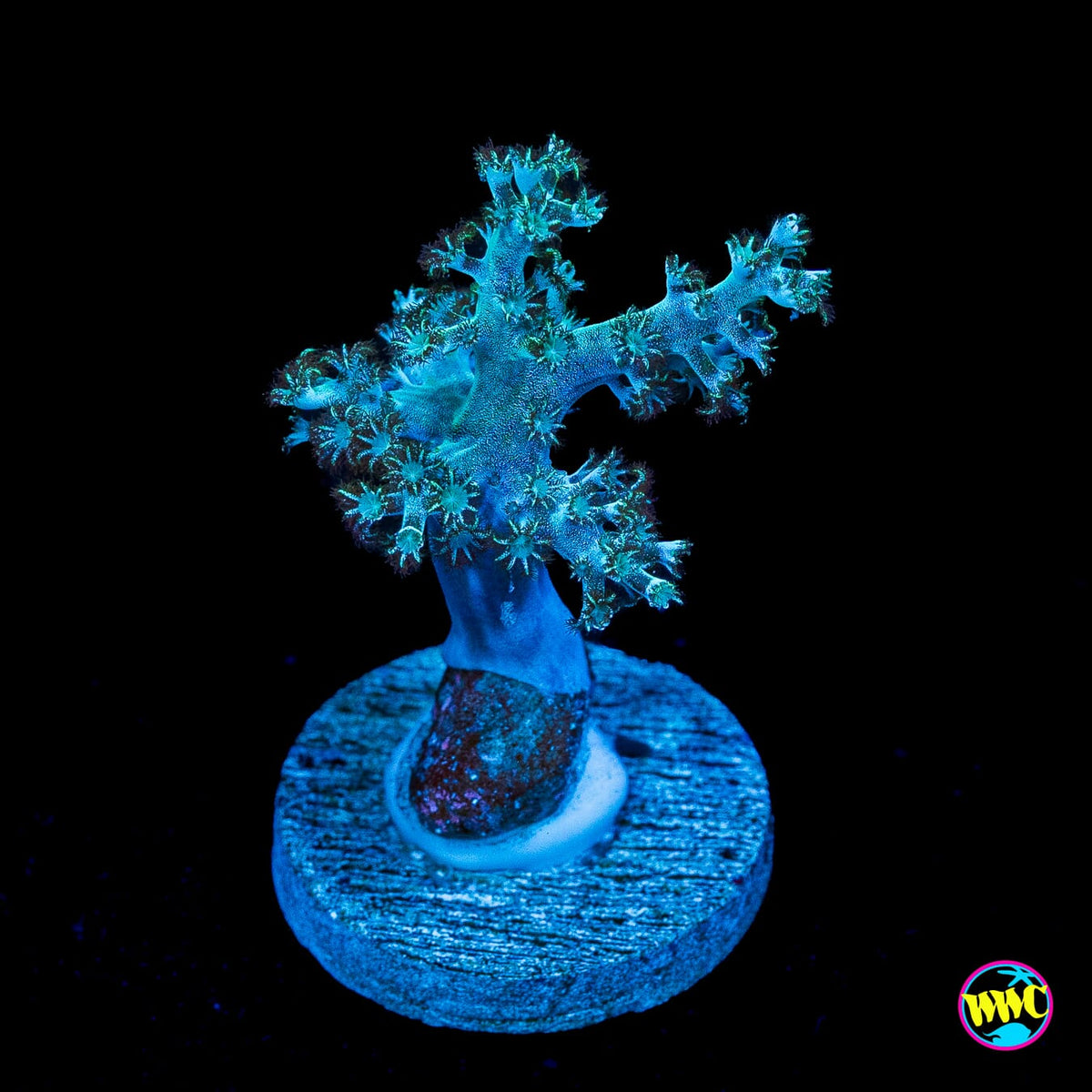 WWC Solomon Hairy Leather