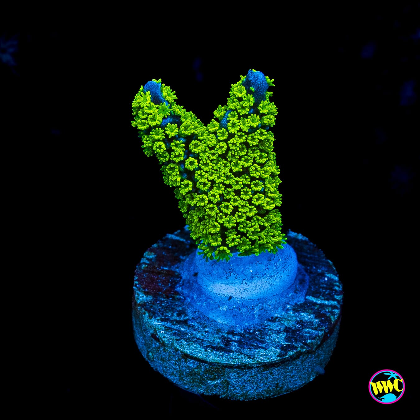 Jason Fox Purple Tide Montipora