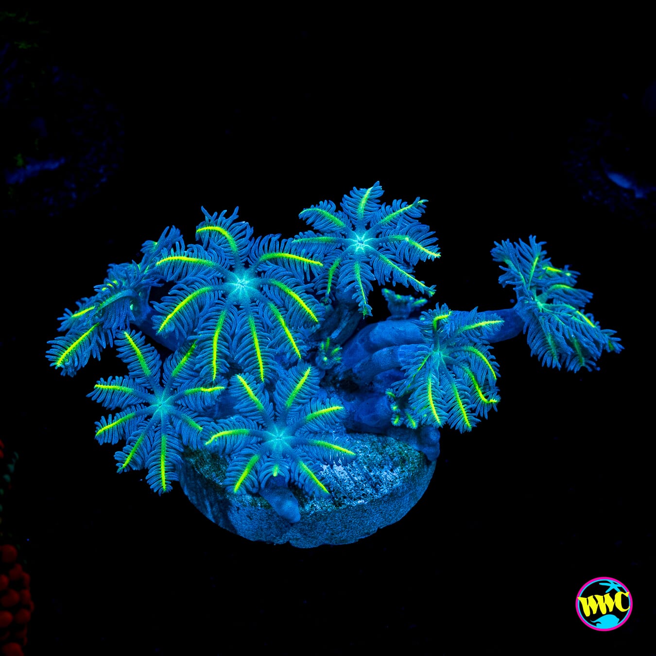 WWC Lemon Tipped Clove Polyps