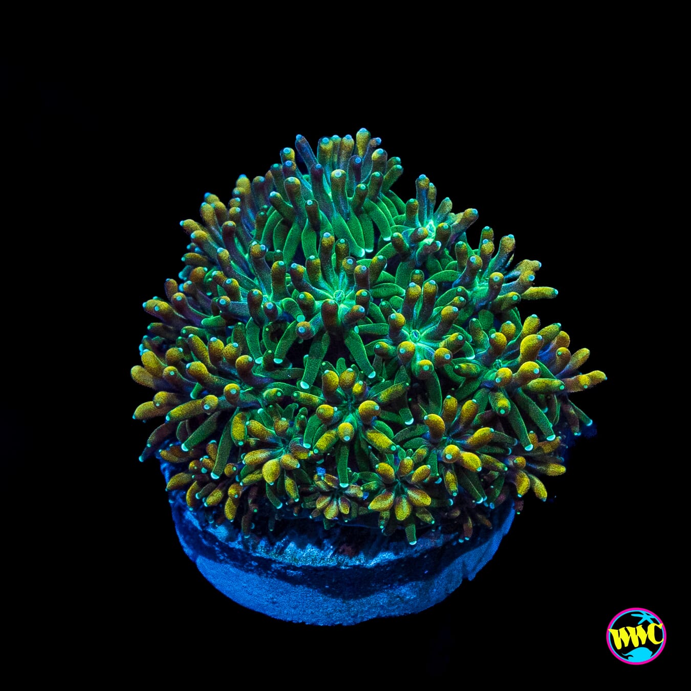 WWC Cyclops Galaxea