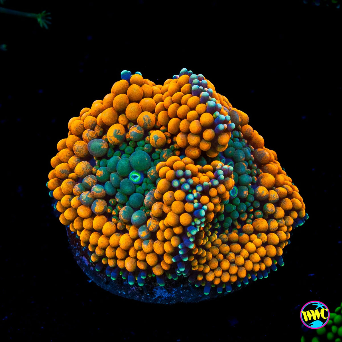 Serendipity Ricordea Mushroom
