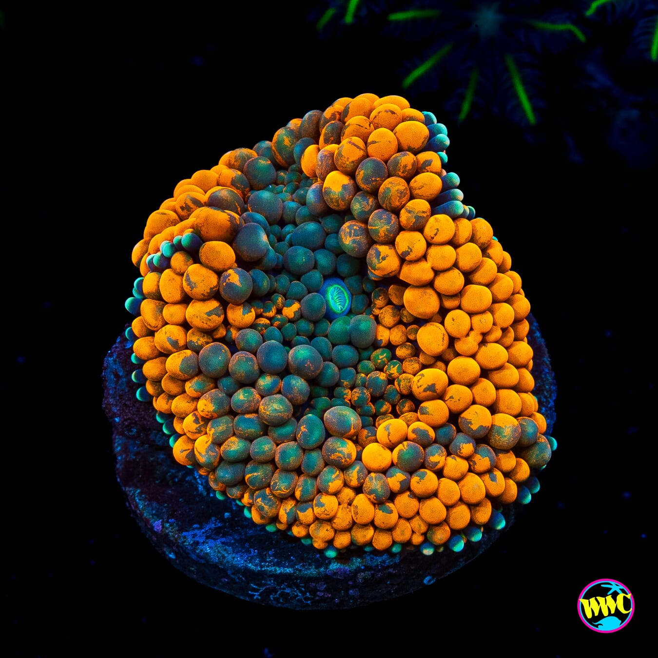 Serendipity Ricordea Mushroom