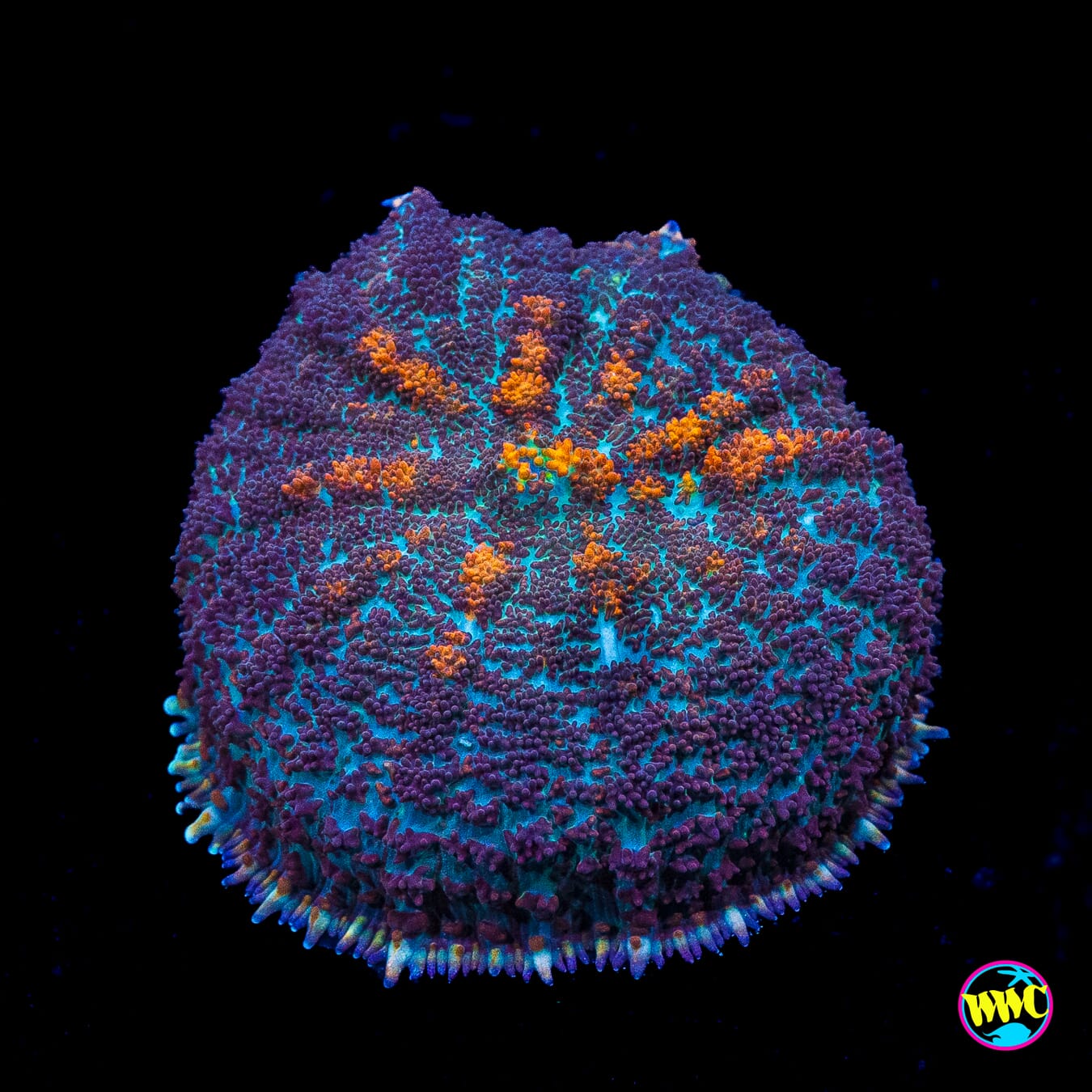 Purple Rain Rhodactis Mushroom