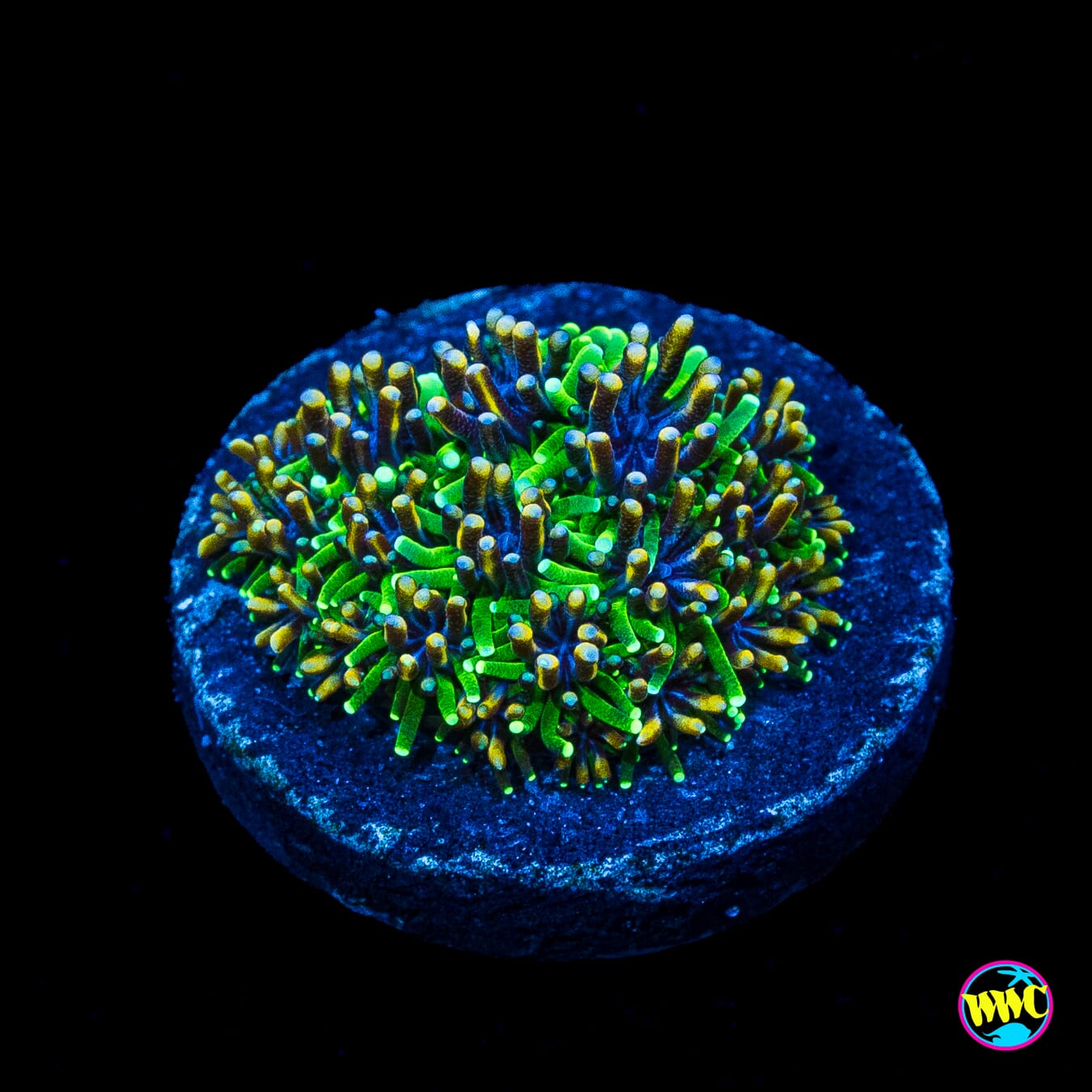 WWC Cyclops Galaxea