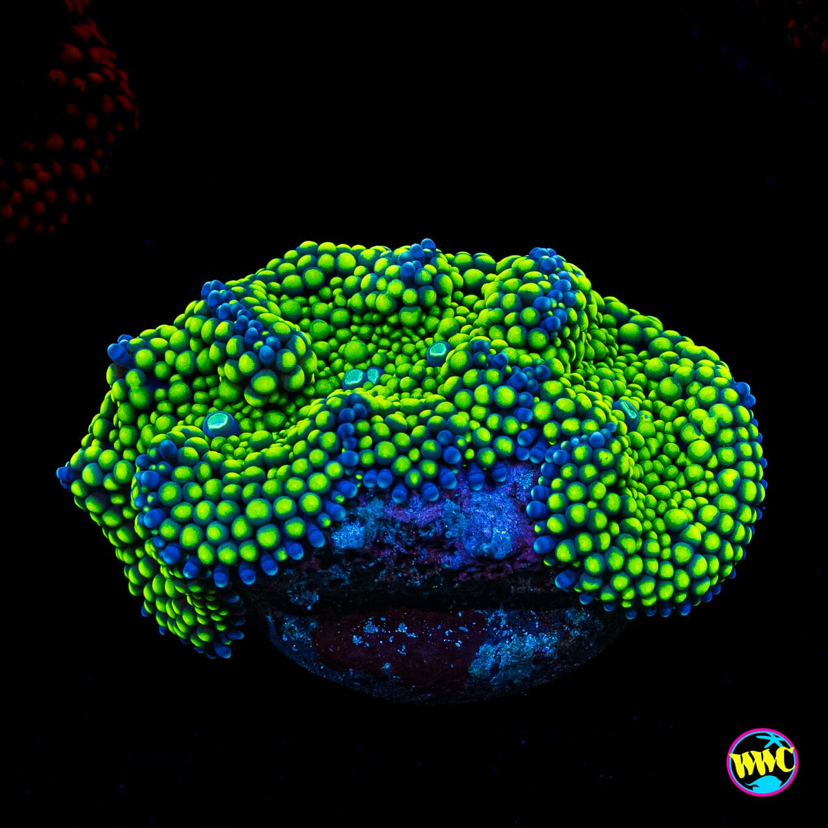 Nuclear Neon Ricordea Mushroom