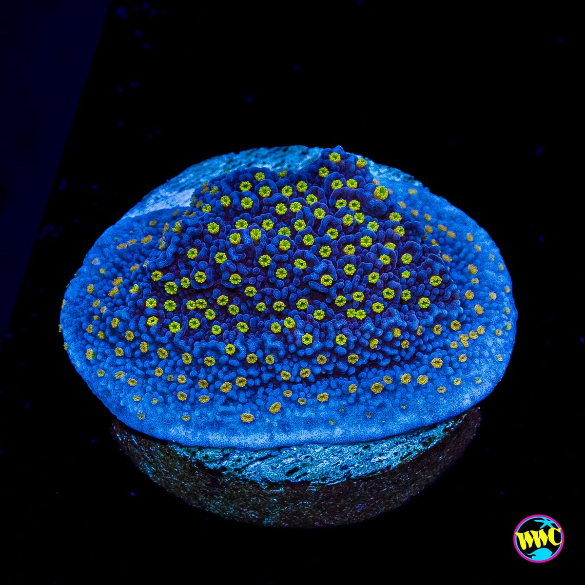 WWC Golden Lantern Montipora