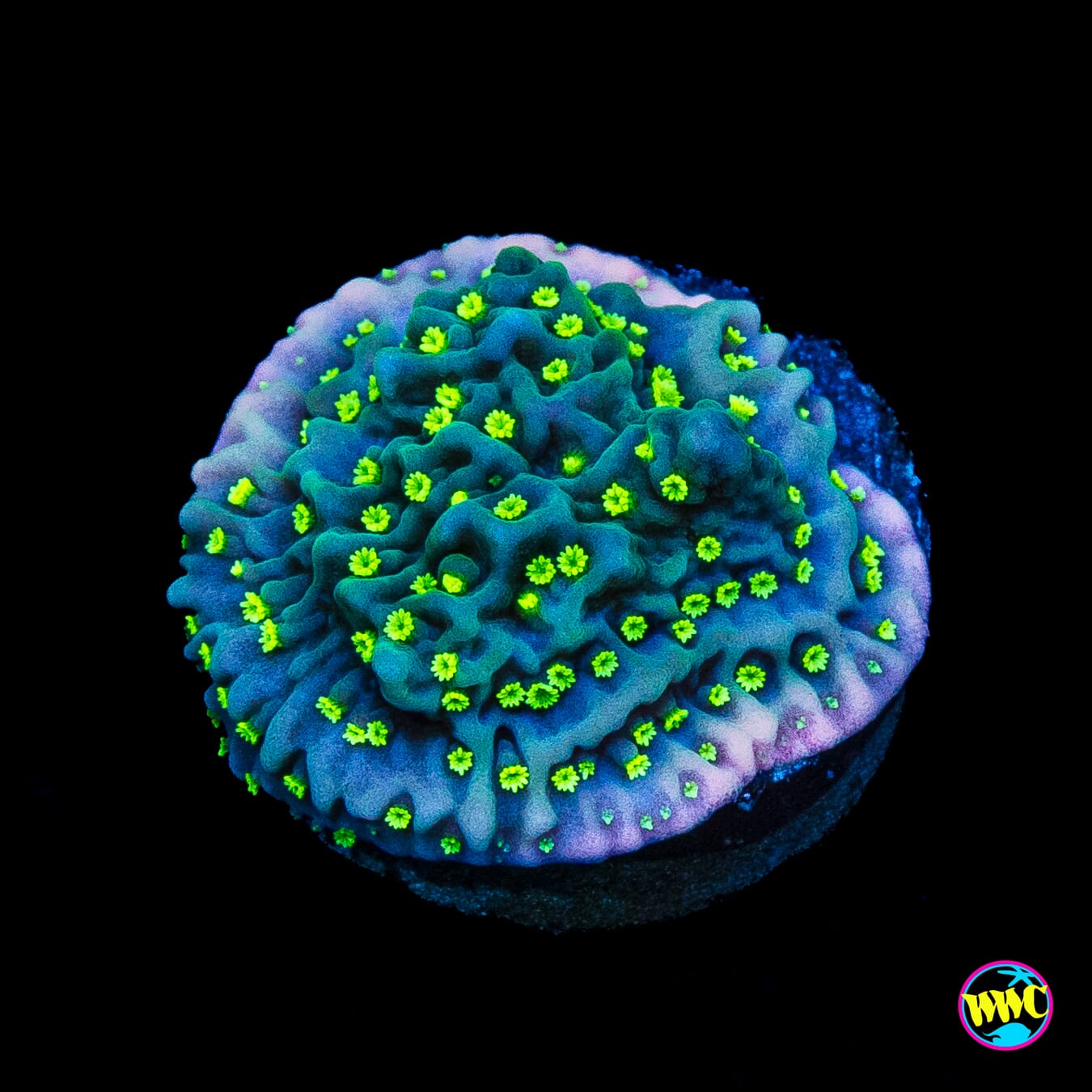 Jason Fox Frankies Hot Pink Rim Montipora