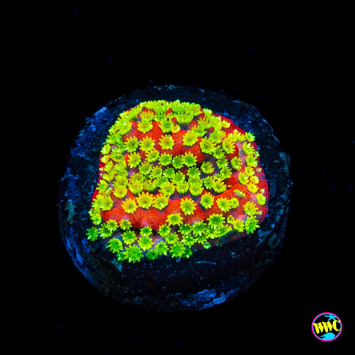 Sunset Montipora