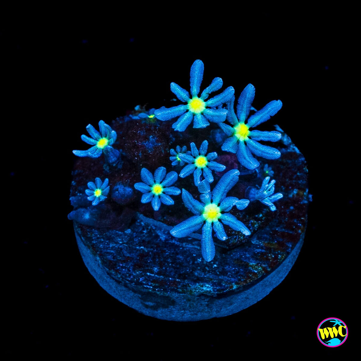 WWC Midnight Daisy Polyps