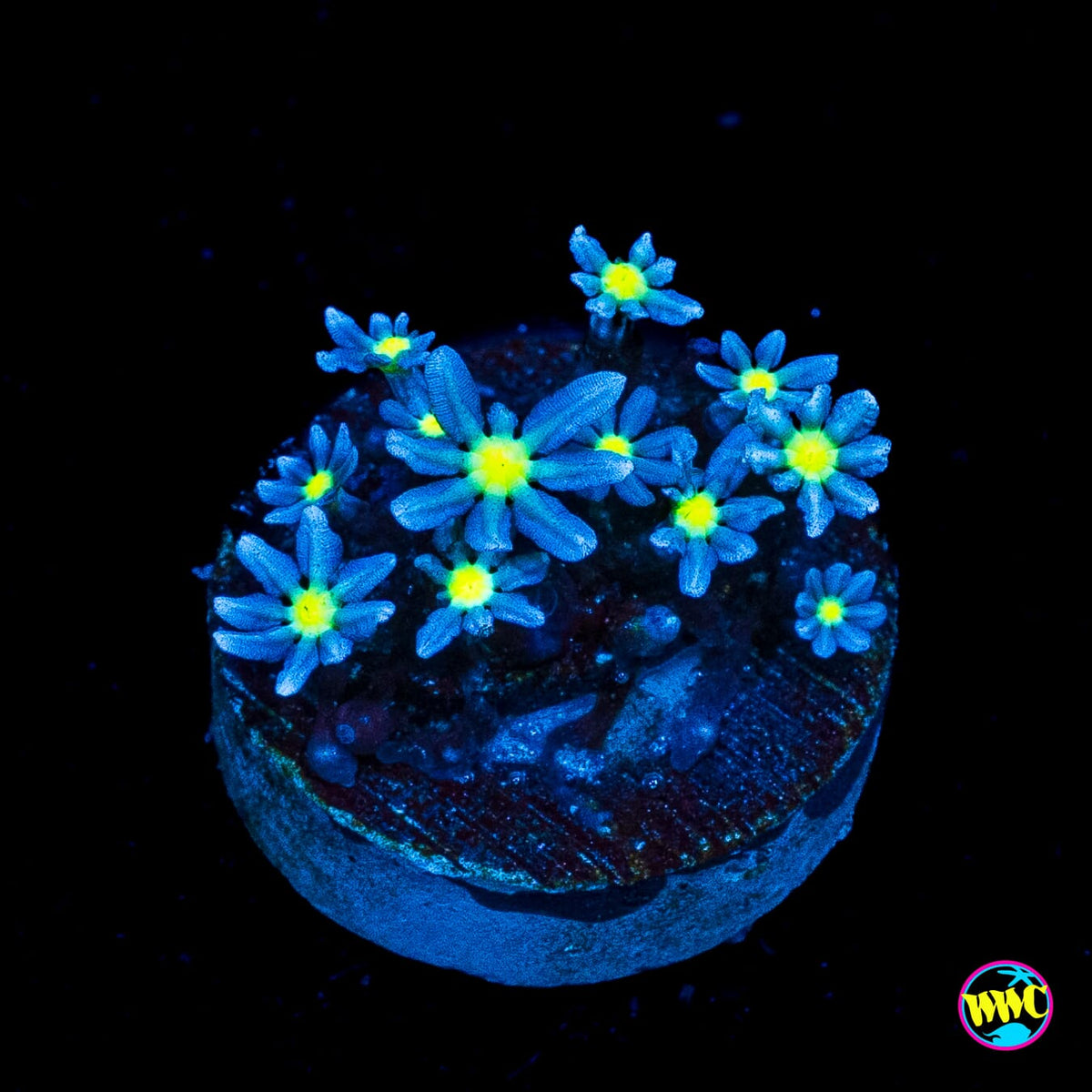WWC Midnight Daisy Polyps