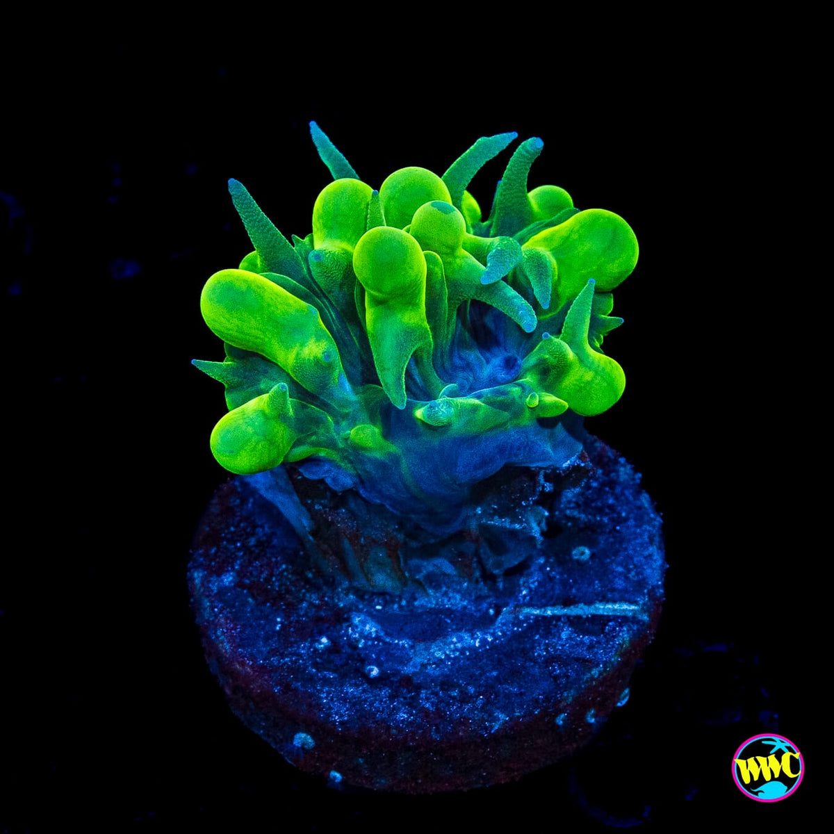 WWC Pearl Bubble Coral