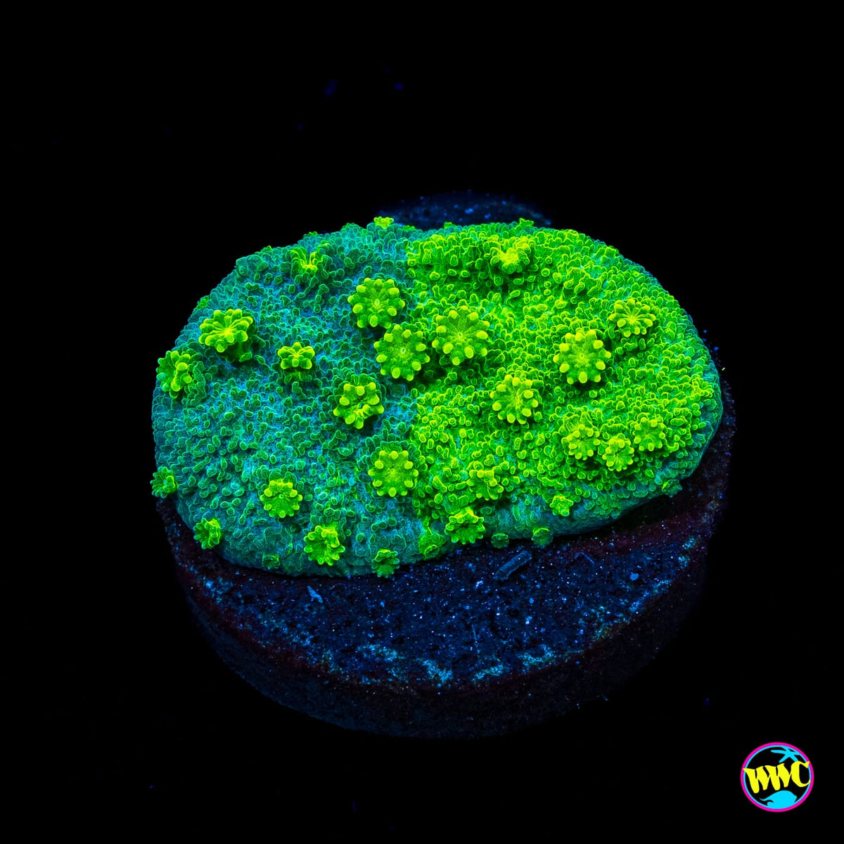 WWC Grafted Neon Astreopora