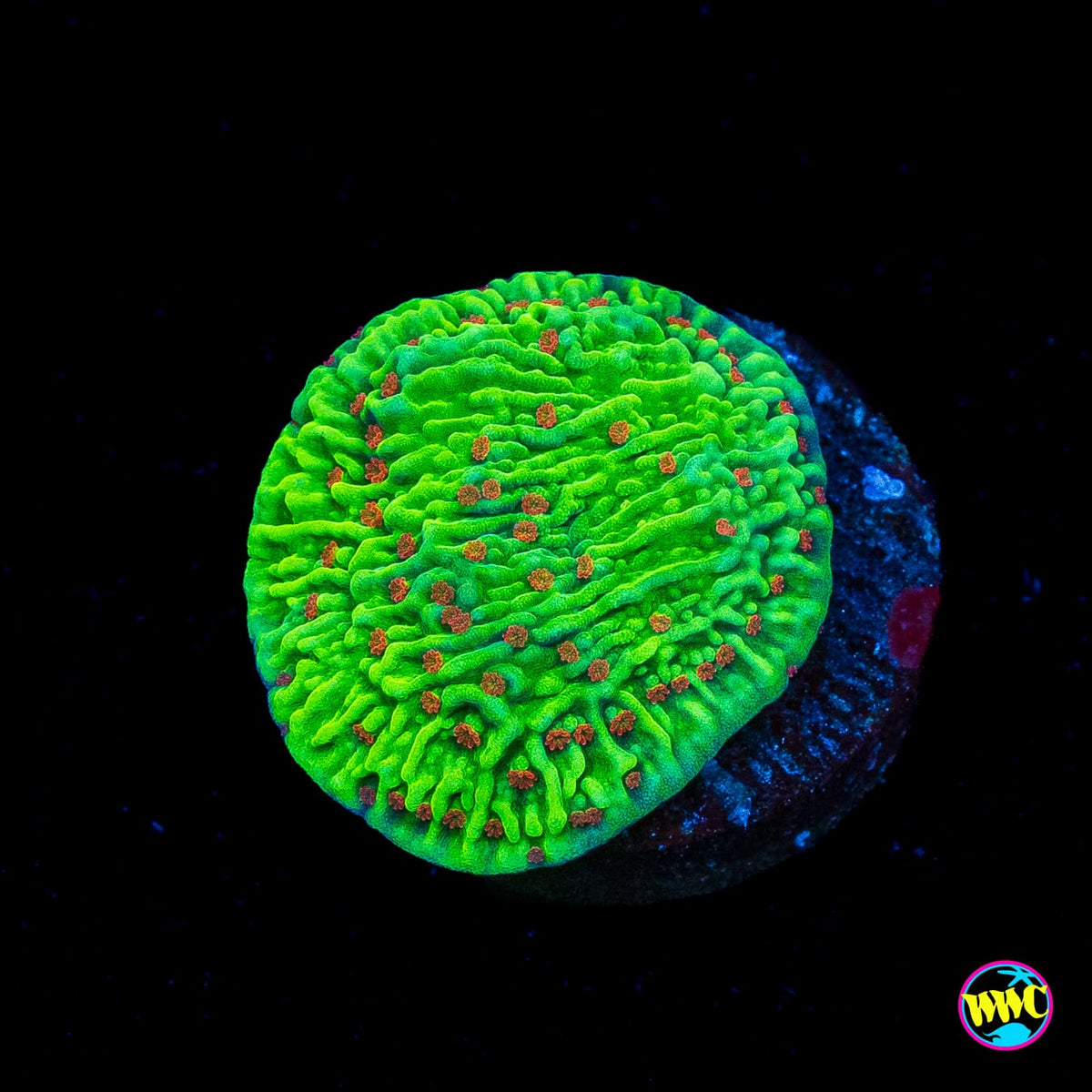 WWC Cousin Eddies Toxic Montipora