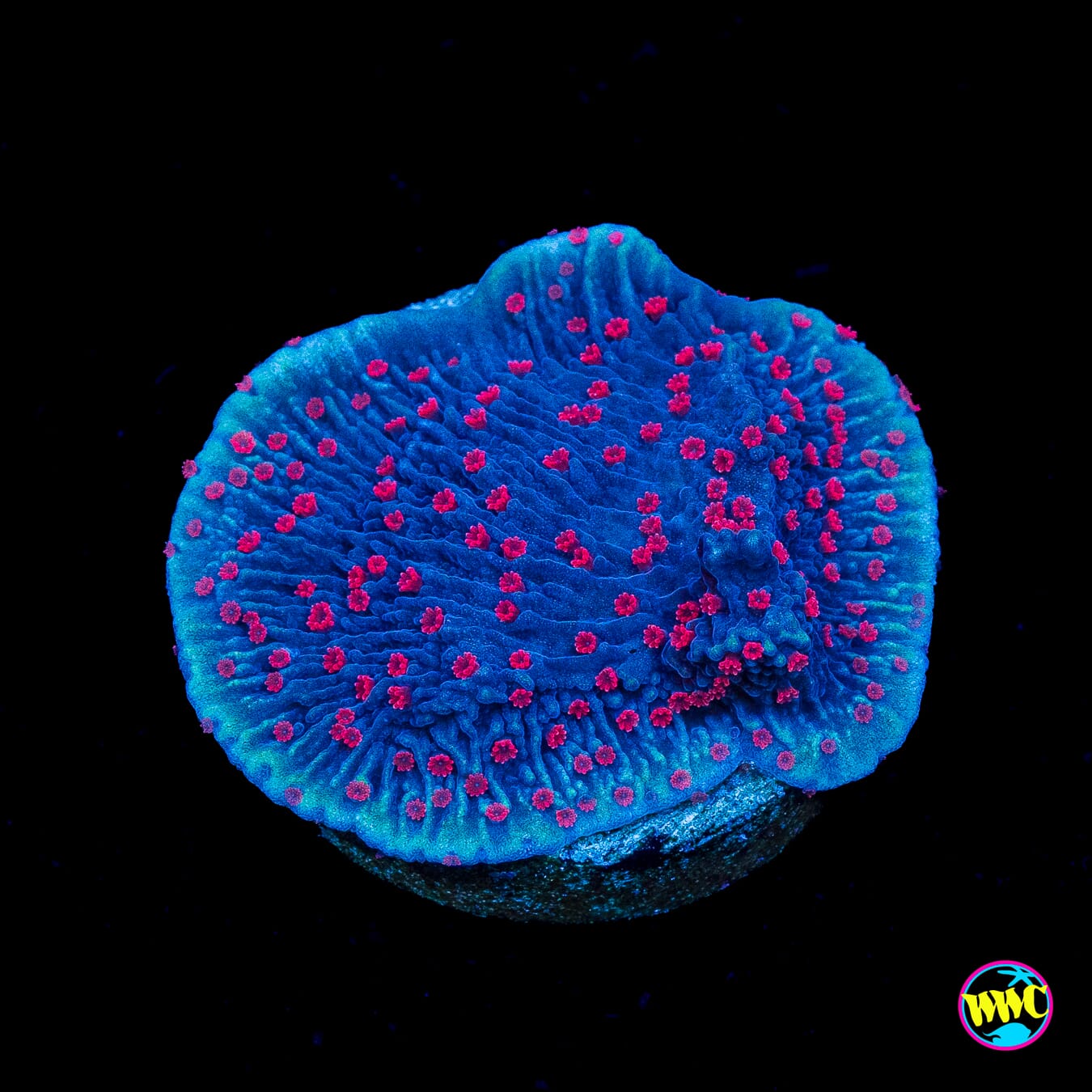 Red Roses Montipora