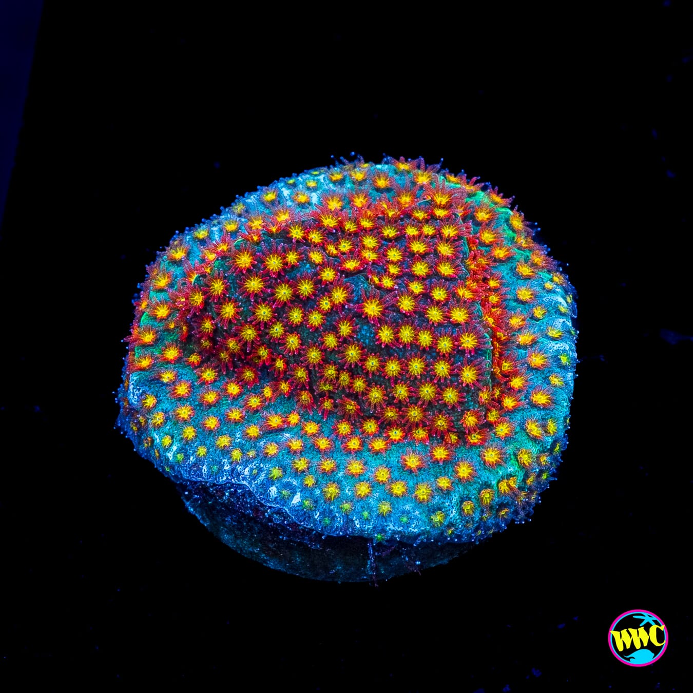 WWC Close Encounter Stylocoeniella